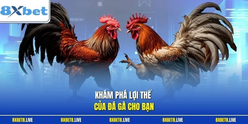 Đá gà trực tiếp C3 là thể thức thi đấu truyền hình trực tiếp